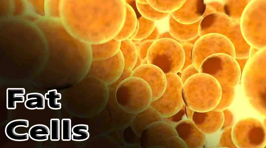 Fat Cells